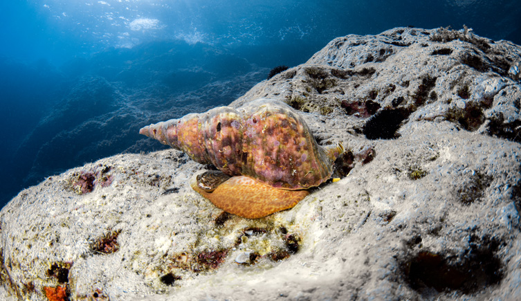 Snail on a rock underwater