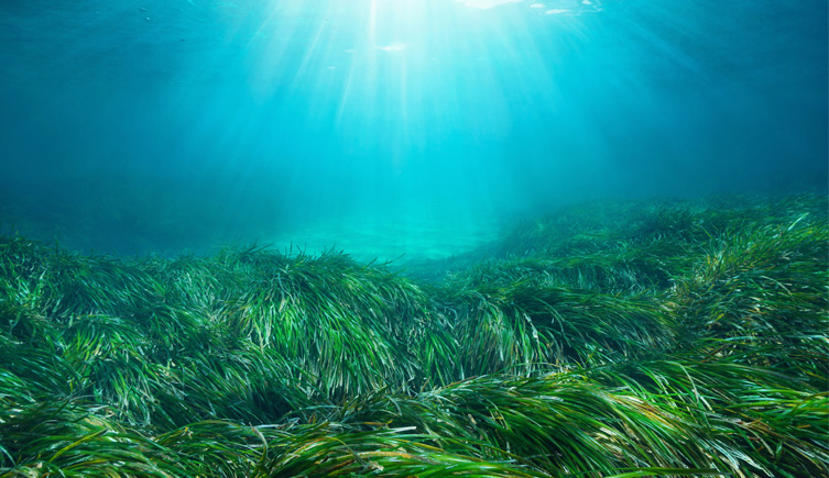 Photograph of a seagrass medow under water
