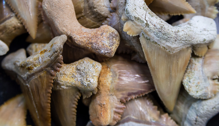 A collection of ancient shark teeth