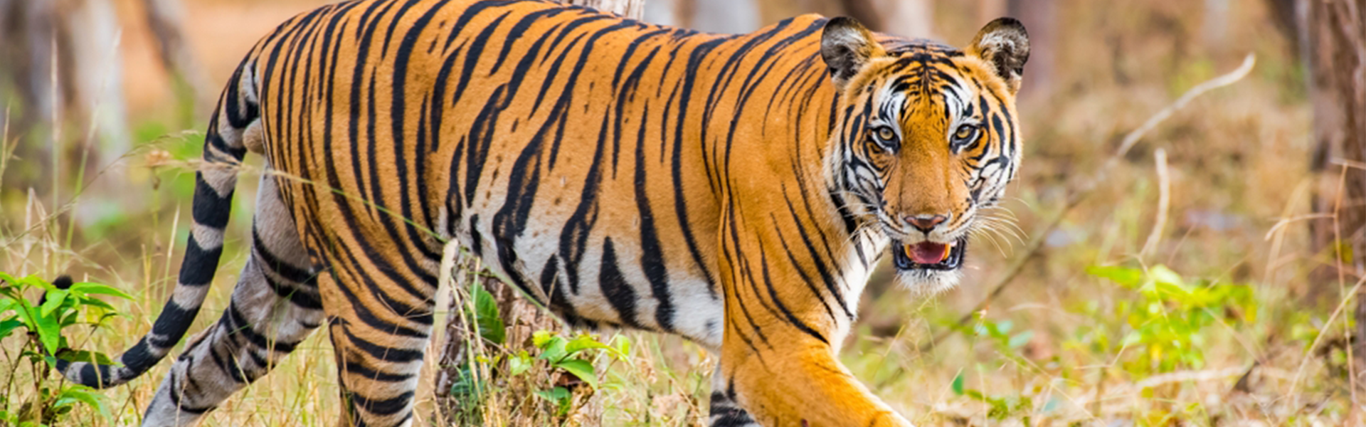 A photograph of a prowling tiger