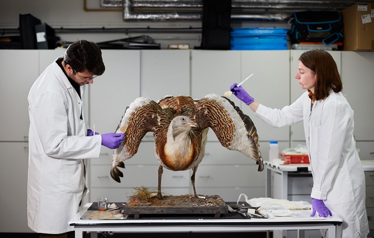 Natural History Museum conservators preparing a Great Bustard specimen for Birds: Brilliant & Bizarre  © Trustees of the Natural History Museum, London 