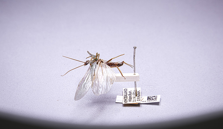 Close up of Stenoperla prasine, a stonefly © The Trustees of the Natural History Museum, London  