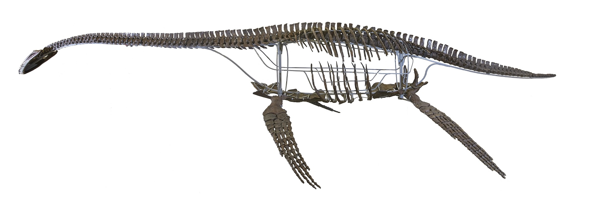 A plesiosaur skeleton cast that will be on display in the exhibition. 