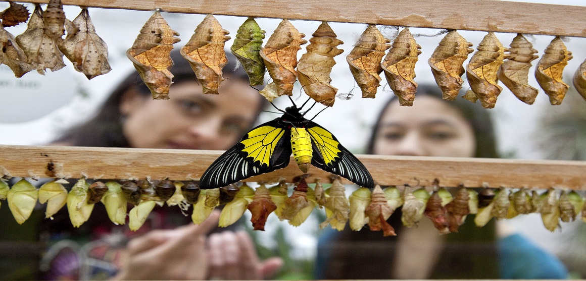 Two people looking at pupae