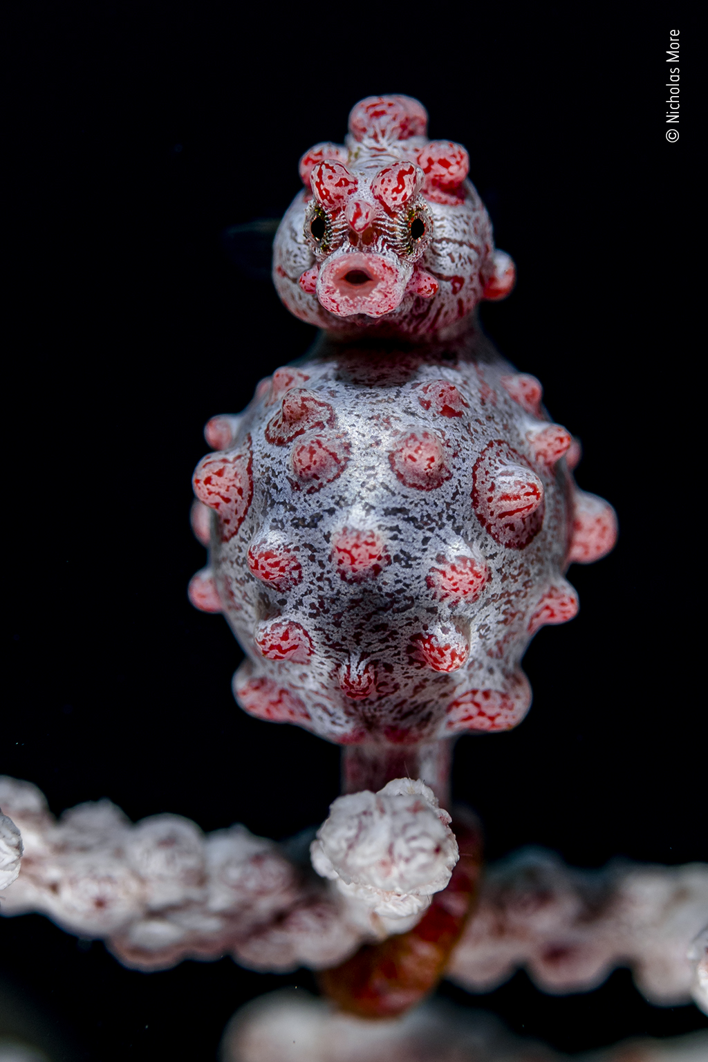 © Nicholas More, Wildlife Photographer of the Year People's Choice 2022 