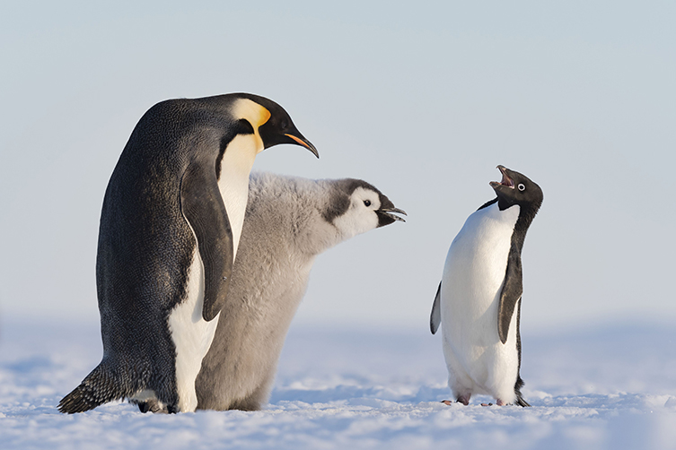 © Stefan Christmann, Wildlife Photographer of the Year