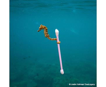 A small seahorse - its tail is wrapped round a cotton bud