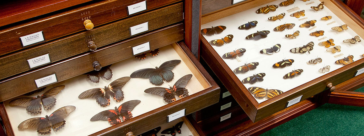 Drawers containing specimens from the Museum's Lepidoptera collection