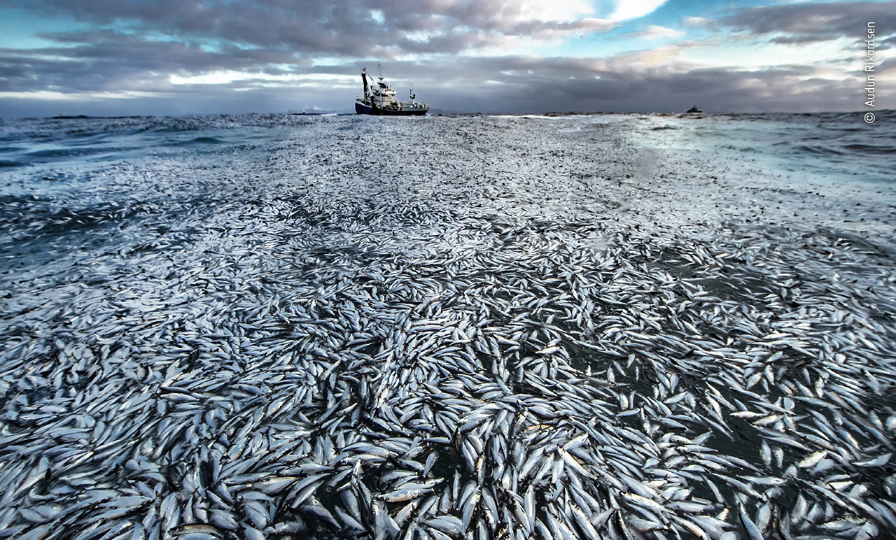 A mass of dead fish are floating on the surface of the ocean and a small fishing boat responsible for the huge catch can be seen on the horizon.