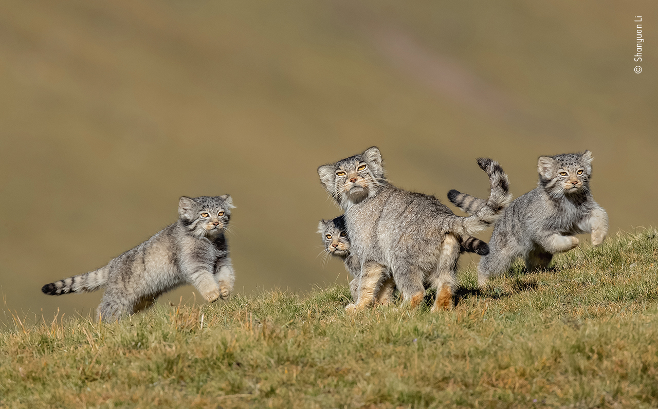 A photo of a group of young Pallas's cats on a mountainside 