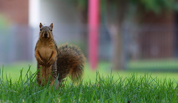 A squirrel in a park, standing up and looking directly at camera