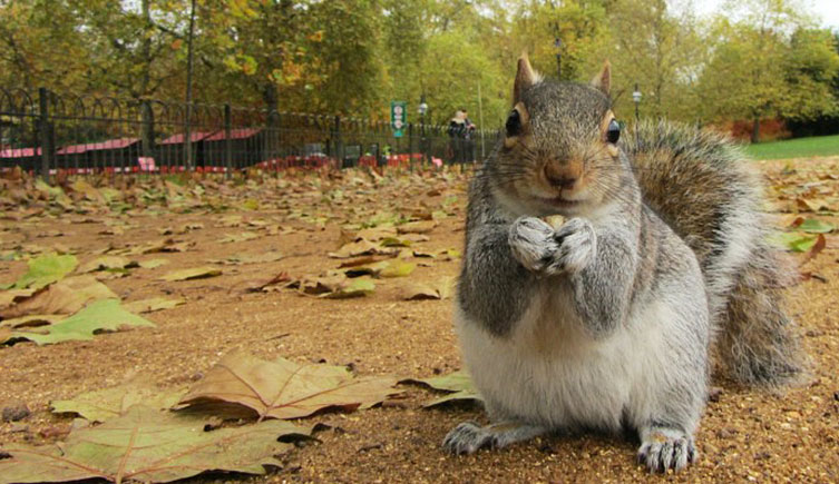 a grey squirrel sitting on the ground in a park