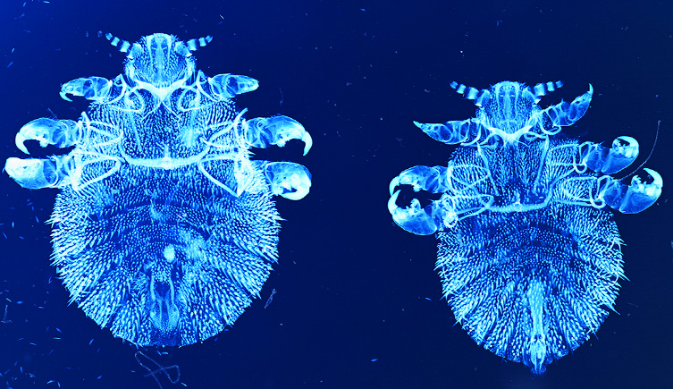 Aquatic lice (the Echinophthiriidae)