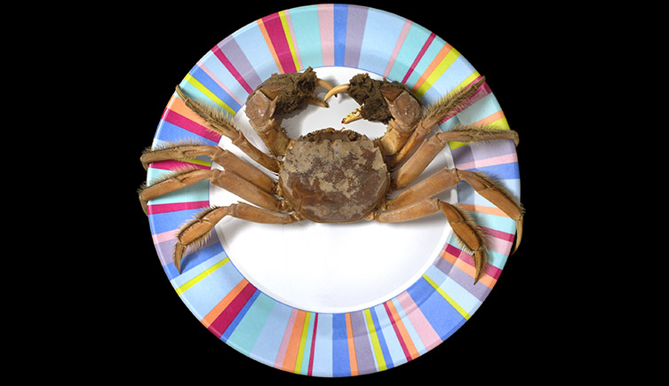 A mitten crab on a colourful plate