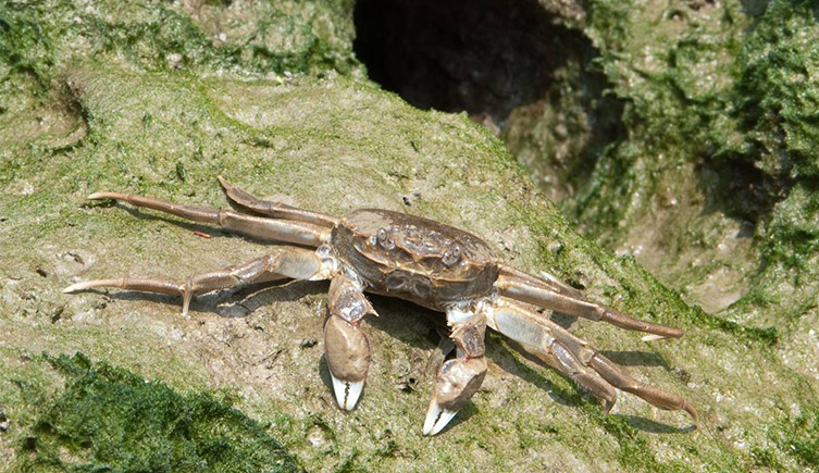A mitten crab sitting on rocks