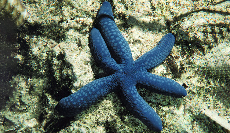 a blue sea star on a rocky sea bed