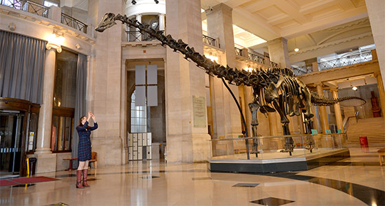 Dippy installed in Cardiff