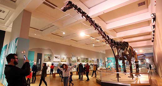 Dippy installed in Belfast