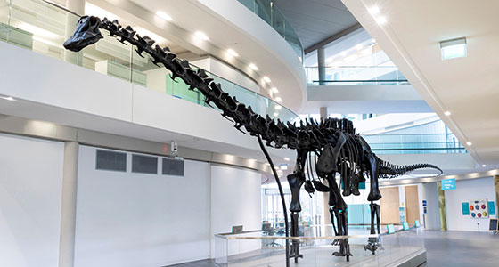 Dippy installed in Rochdale