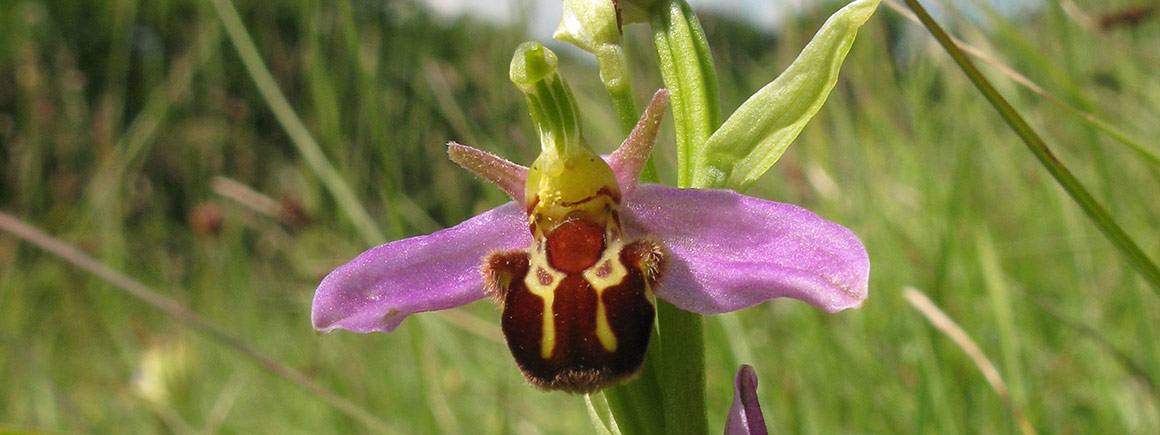 The bee orchid Ophrys apifera in flower