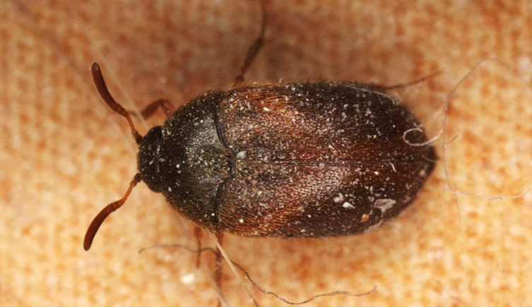 An overhead view of a brown carpet beetle, on fabric
