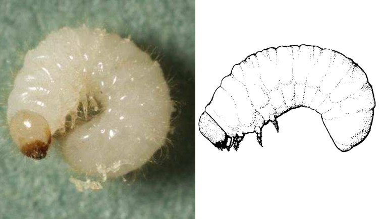 The grub-like larva of a biscuit beetle compared with a line drawing of the same