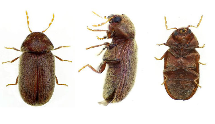 The bread, or biscuit beetle, showing its body from above, the side and underneath