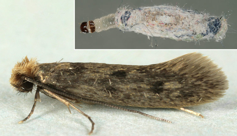 Two images, one showing the adult case-bearing clothes moth, the other showing a larvae half-emerging from its protective case, spun from multi-coloured fibres