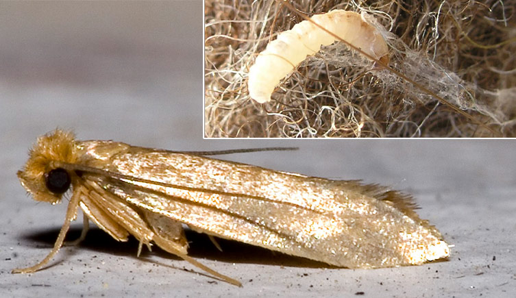 Two images, one showing the adult common clothes moth, the other showing a larvae on some felt, showing strands of silk it has spun