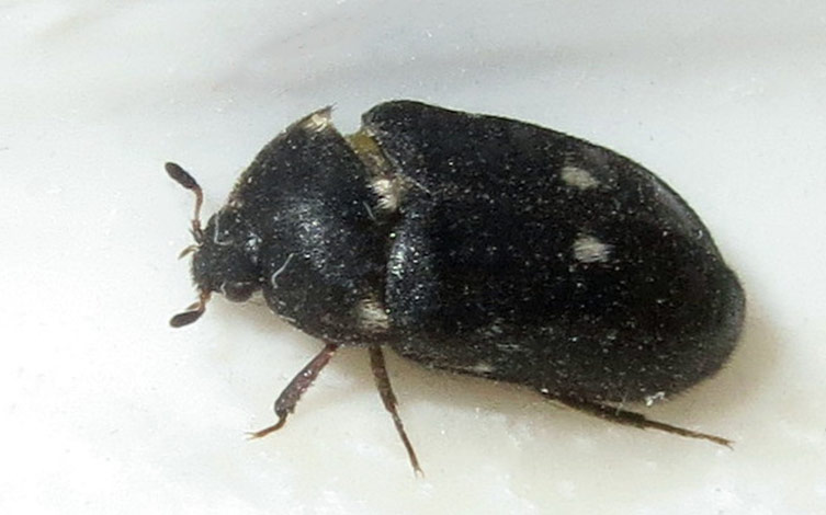 An adult two-spot carpet beetle on a white background