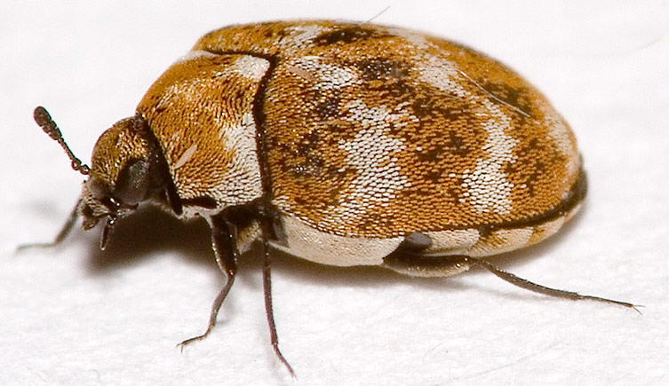 An adult varied carpet beetle on a white background