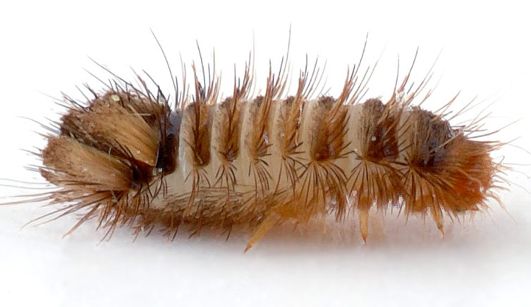 A varied carpet beetle lava, on a white background