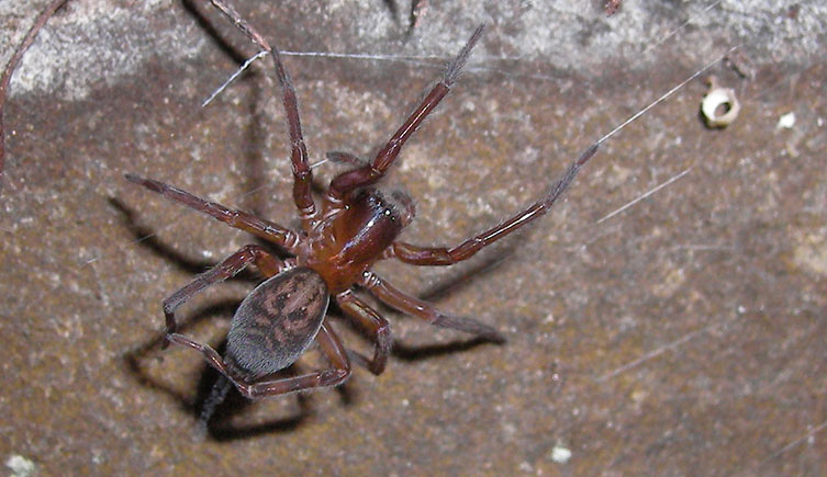 a window spider, Amaurobius fenestralis