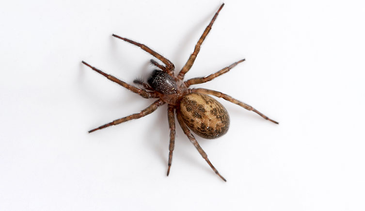 a lace-weaver spider, Amaurobius similis