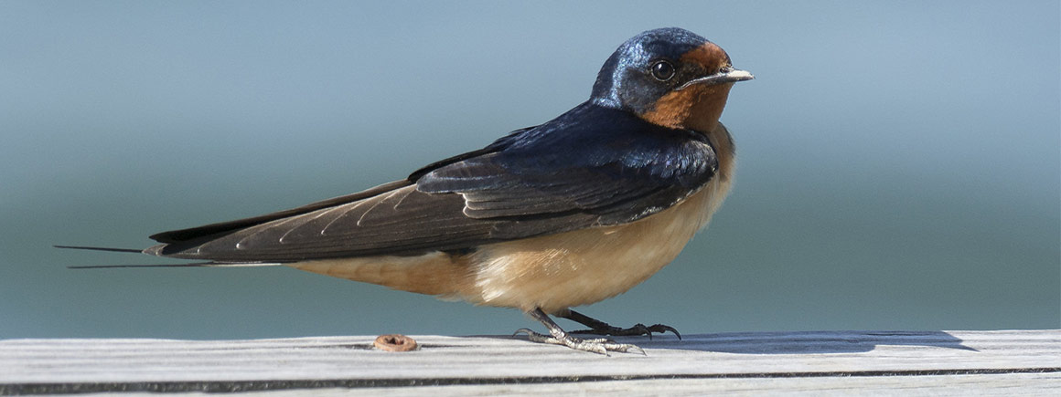 A barn swallow sitting on a wooden plank