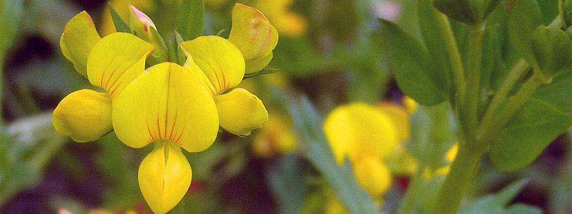 A flowering birds foot trefoil 