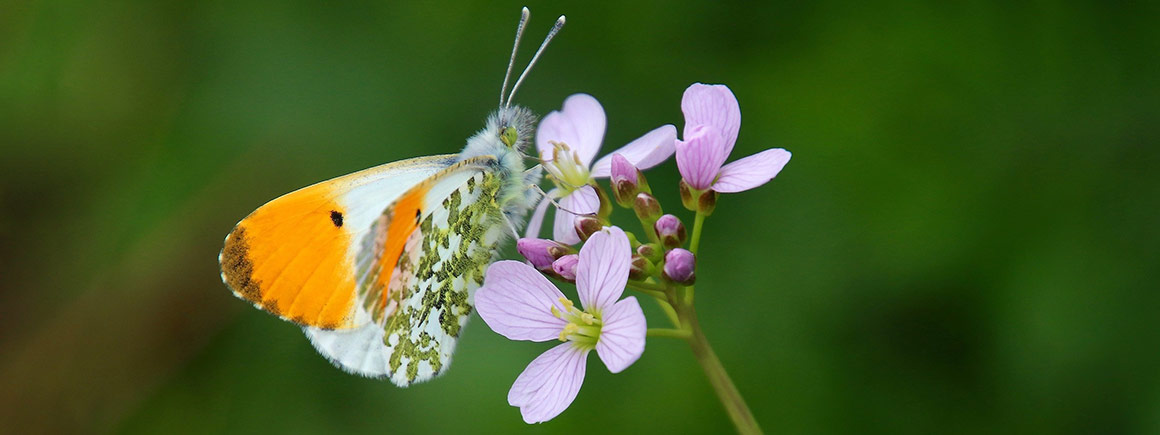 Male orange-tip, Anthocharis cardamines, on a cuckoo flower