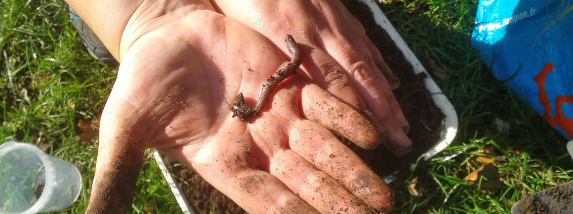 An earthworm being examined on a hand as part of a survey