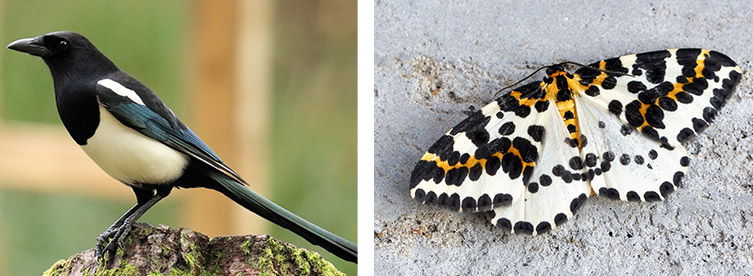 a magpie bird and a magpie moth