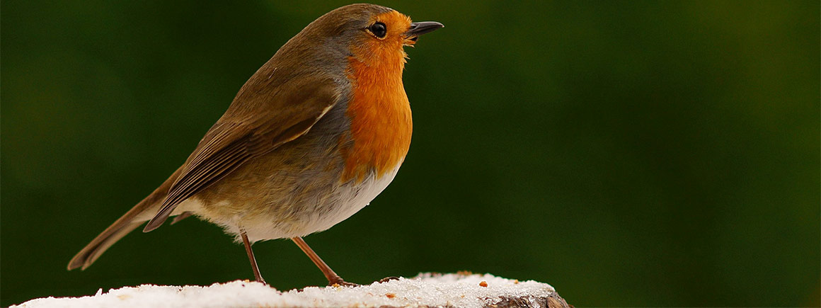 A robin sitting on a icy stump of wood