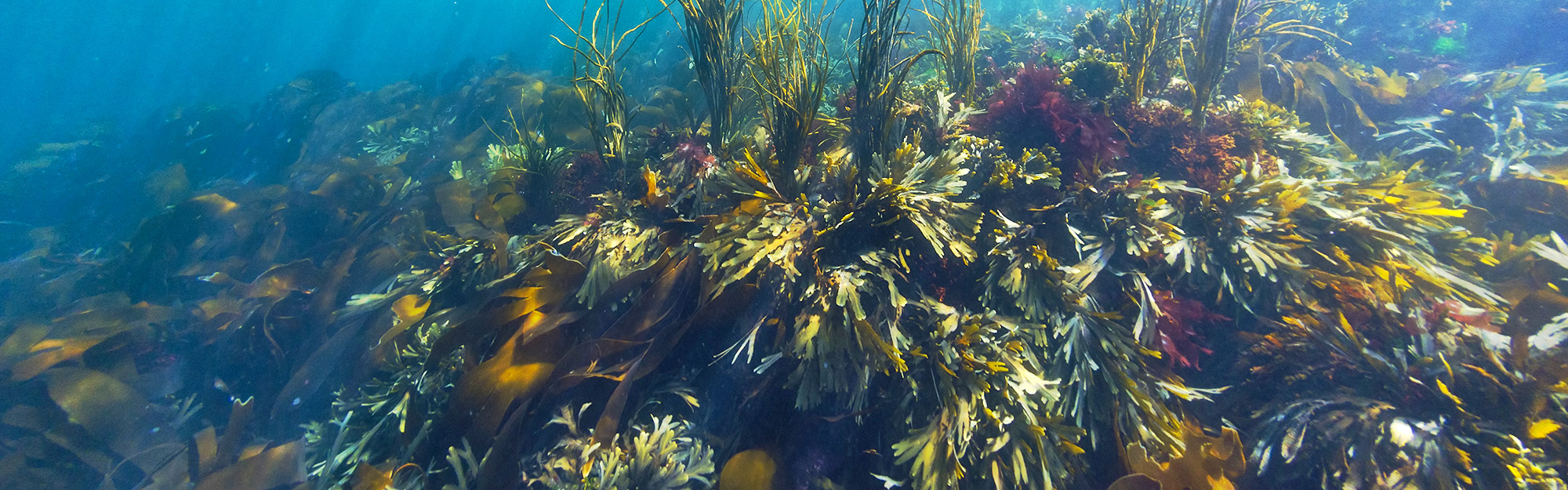 Kelp in shallow waters, with sunlight streaming from above © Joost van Uffelen / Shutterstock