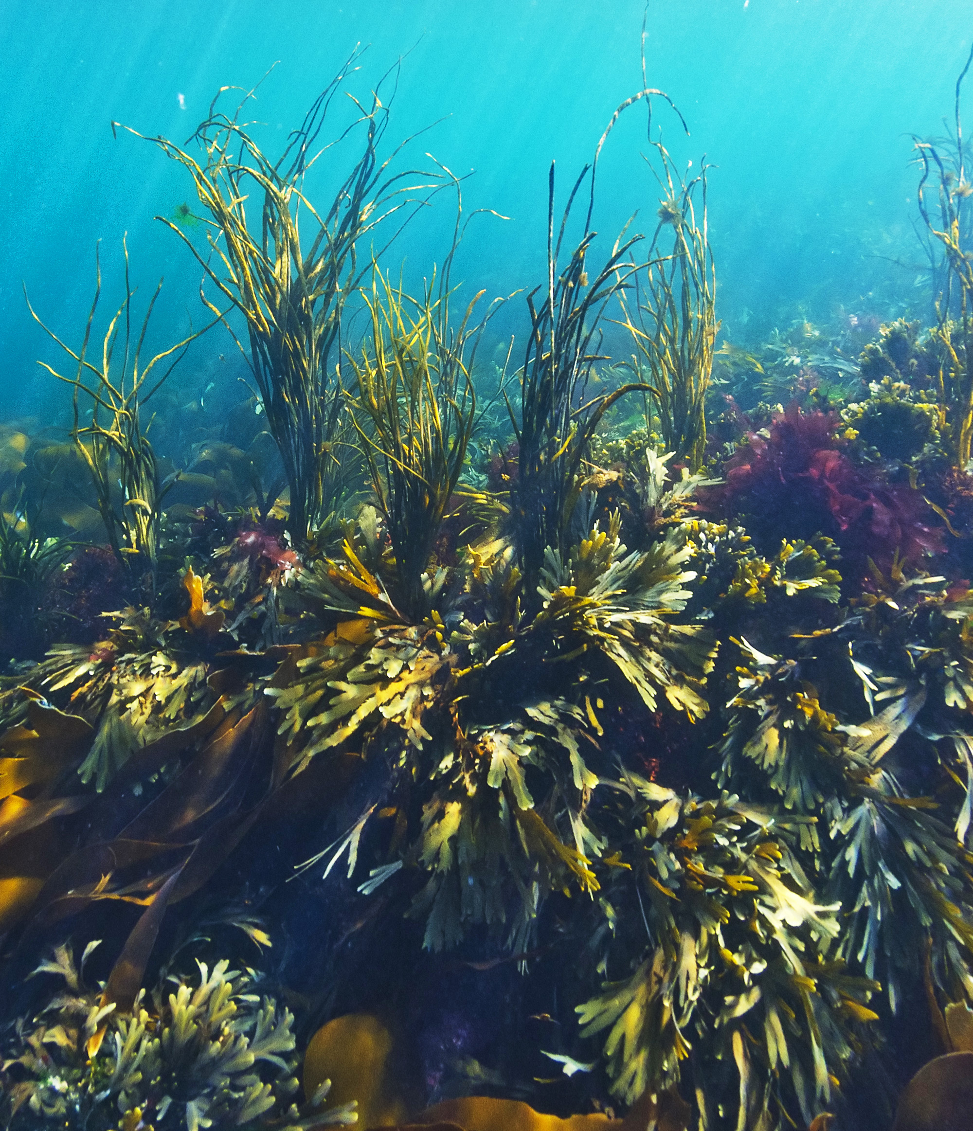 Kelp in shallow waters, with sunlight streaming from above © Joost van Uffelen / Shutterstock