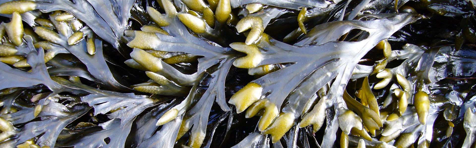 A pile of seaweed called spiral wrack