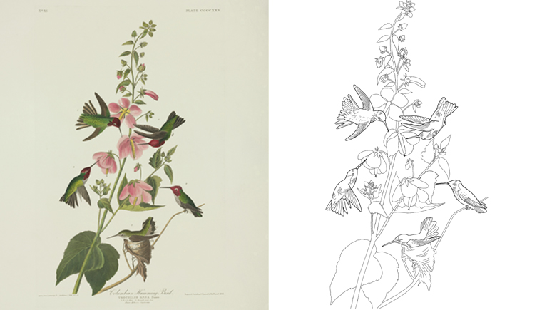 Audubon's hummingbirds print next to the illustrated colouring page. 