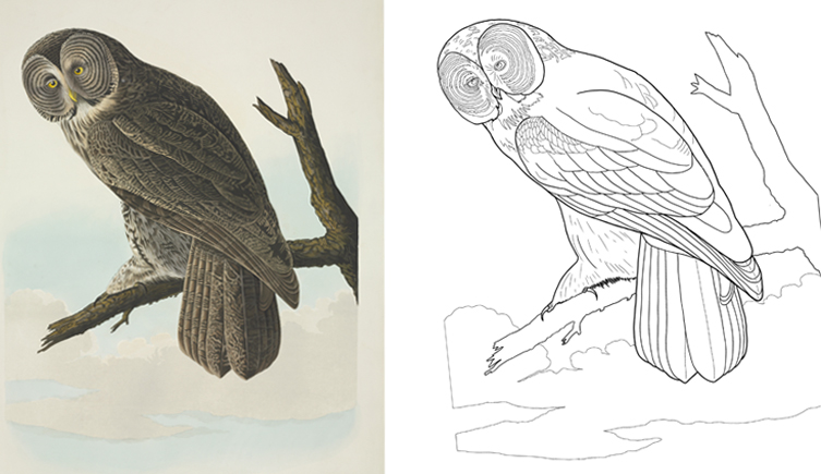 Audubon's great cinereous owl print next to the illustrated colouring page.