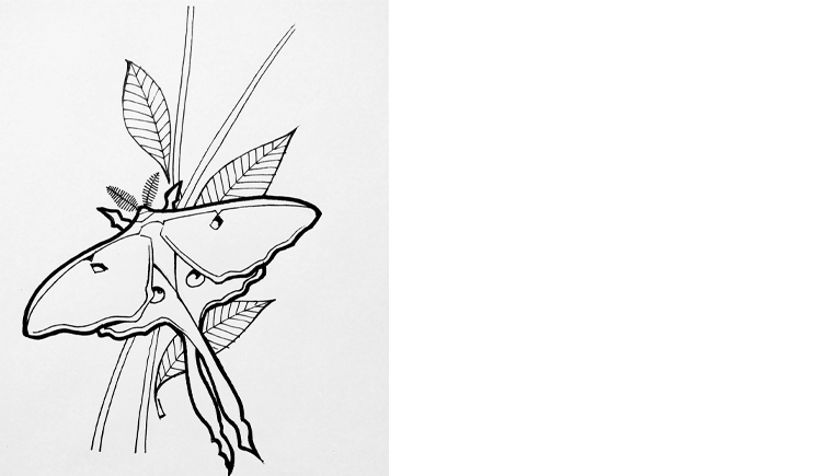 Luna moth drawing.