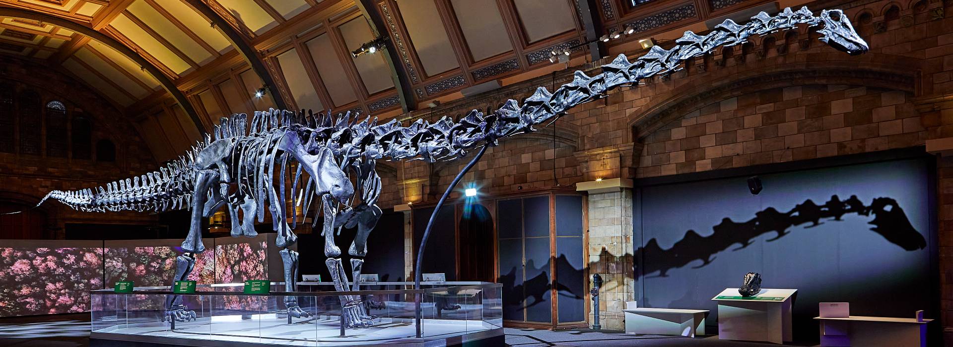 Dippy on display in the Waterhouse Gallery with their shadow cast on the wall behind. 