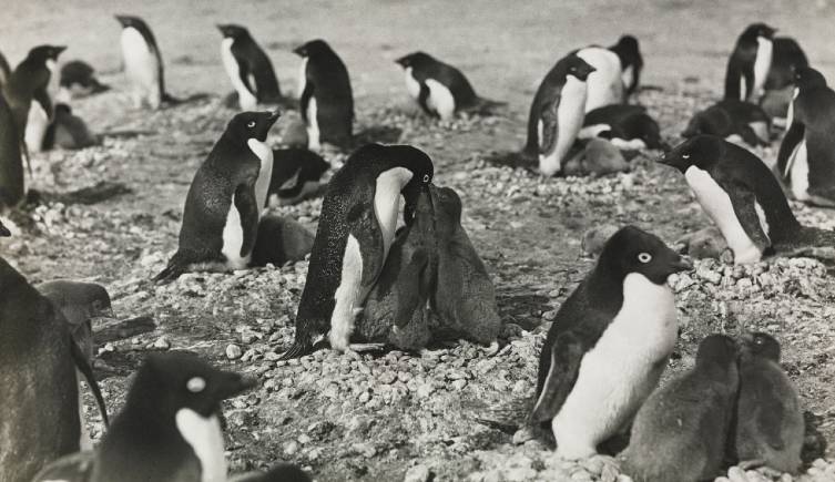 A black and white photograph of a group of Adélie penguins feeding their young.