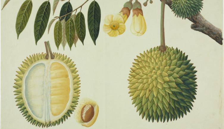 An illustration of durian fruit showing seeds, leaves and flesh.