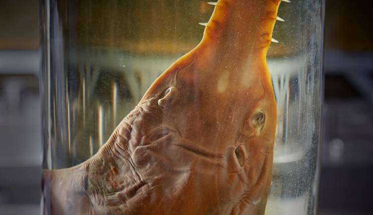 A close-up image of a sawfish showing its head in a jar of spirit.